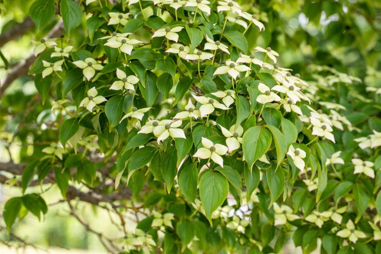 Cornus kousa chinensis 'Kreuzdame', Chinesischer Blumen-Hartriegel, 60–80 cm