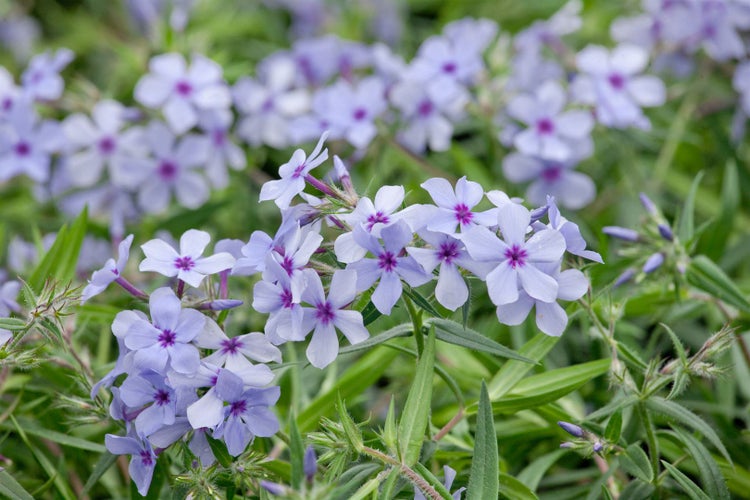 Phlox divaricata 'Chattahoochee', Waldphlox, lavendelblau, ca. 9x9 cm Topf