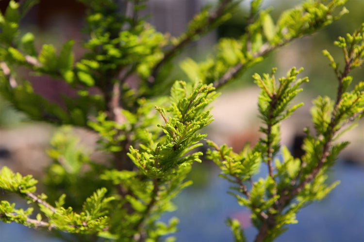 Taxodium distichum 'Peve Minaret', Sumpfzypresse, kompakt, 50–60 cm