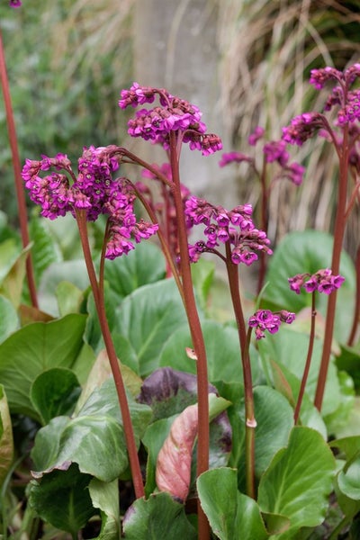 Bergenia cordifolia 'Baby Doll', Riesensteinbrech, rosa, ca. 11x11 cm Topf