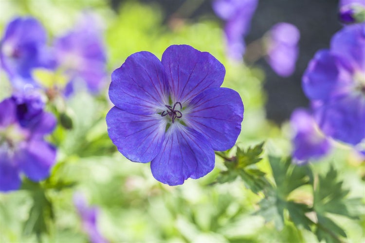 Geranium pratense 'Spinners', Storchschnabel, violett, ca. 9x9 cm Topf