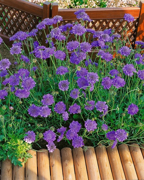 Scabiosa columbaria 'Butterfly Blue', Skabiose, blau, ca. 11x11 cm Topf