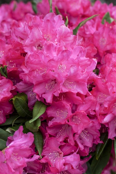 Rhododendron makinoi 'Diamant', Rhododendron, 60 cm