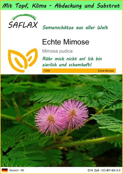 SAFLAX Garden to go - Echte Mimose - Mimosa pudica - 70 Samen - Mit Topf, Klima - Deckel und Anzuchtsubstrat