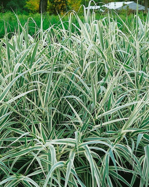 Hohes Ziergras mit gestreiften Blättern für den Garten