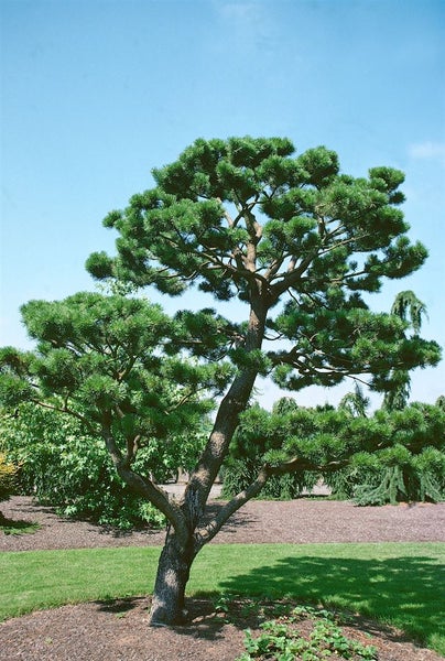 Japanische Schirmkiefer im Garten