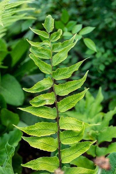 Nahaufnahme eines grünen Tüpfelfarns im Garten.