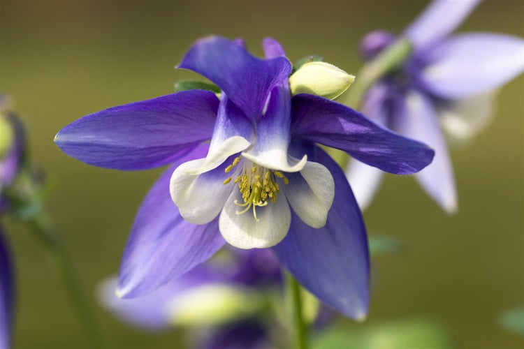 Aquilegia caerulea 'Blue Star', Akelei, blau-weiß, ca. 9x9 cm Topf