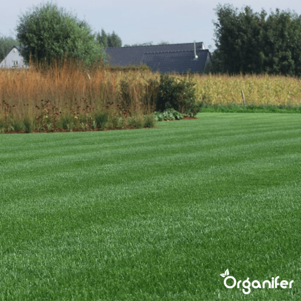 Gepflegter Rasen im Garten mit Zierpflanzen