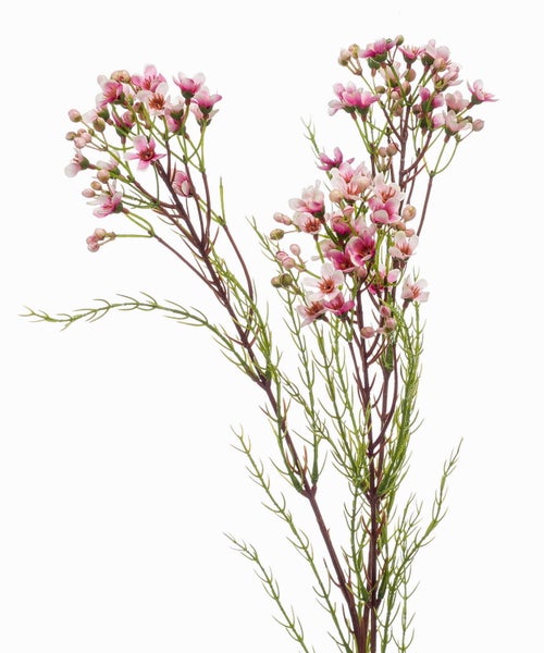 Wachsblume Chamelaucium mit rosa Blüten und nadelartigen grünen Blättern.
