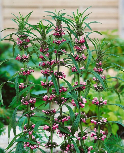Aufnahme einer Gartenpflanze mit rosa Blüten
