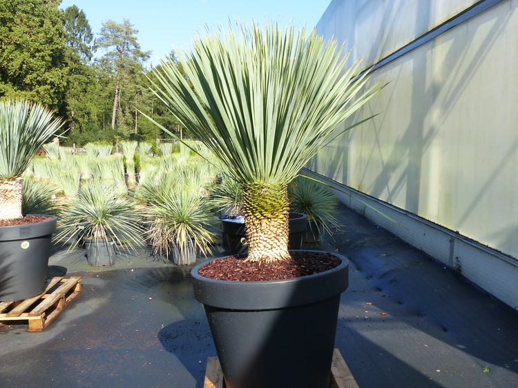 Yucca Rostrata 180 cm, Stamm 38 cm  im Pflanzkübel Ø80 cm schwarz winterhart