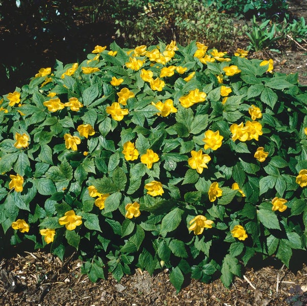 Hylomecon japonicum, Japanische Waldmohn, gelb, ca. 9x9 cm Topf