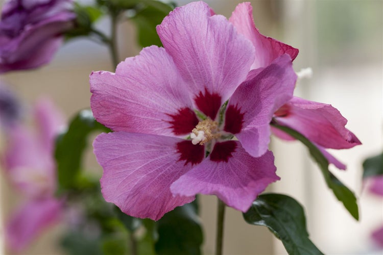Hibiscus syriacus 'Silke', Roseneibisch, rosa Blüten, 40–60 cm