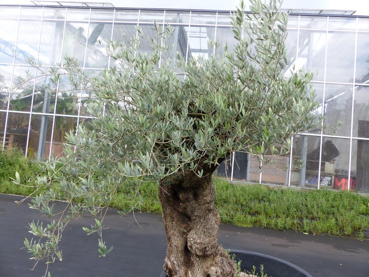 Alter Olivenbaum mit knorrigem Stamm in einem Pflanzgefäß vor einem Gewächshaus.