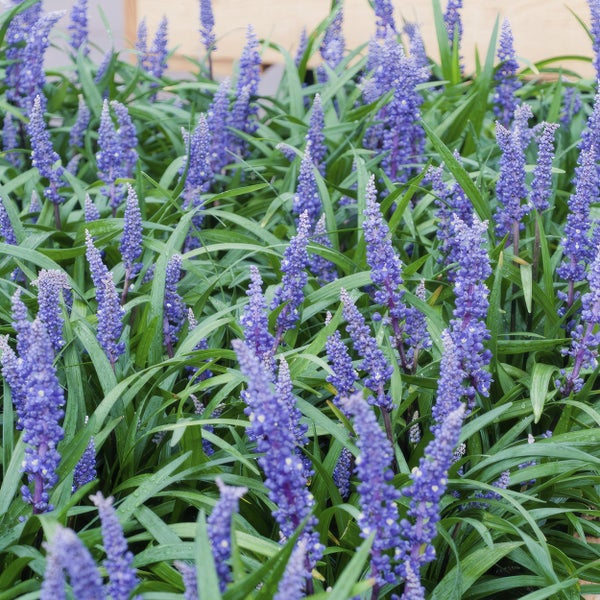 Bodendecker - Lilientraube - Liriope muscari 'Big Blue' - 9cm Topf - Set mit 6 Pflanzen