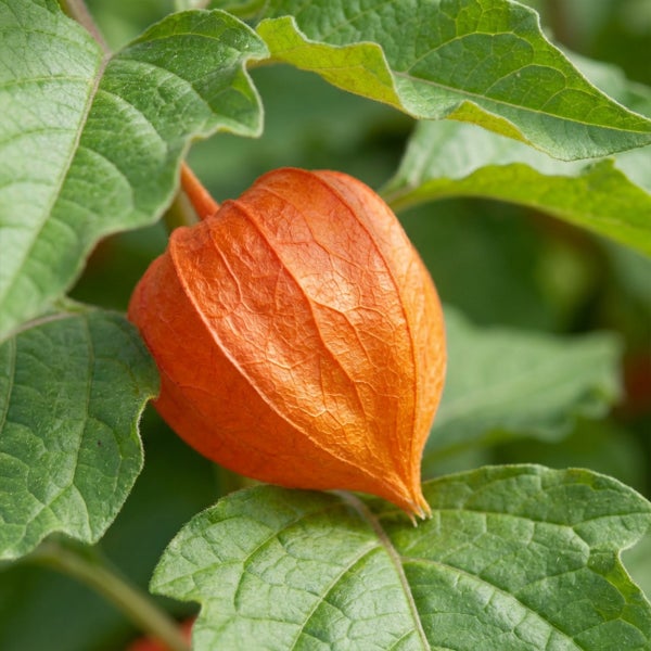 Lampionblume Physalis mit oranger Hülle und grünen Blättern.