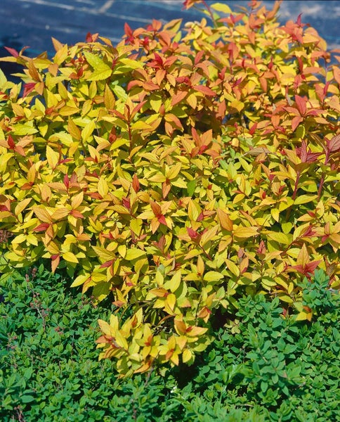 Spiraea japonica 'Goldflame', Japanische Spiere, goldgelb, 15–20 cm