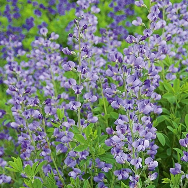 Falscher Indigo im Gartenbeet