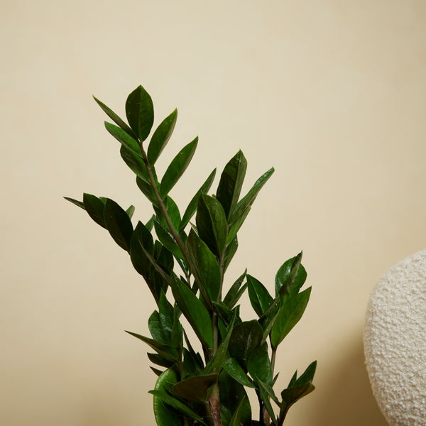 Bloomique - 2er Set - Zamioculcas Zamiifolia - Glücksfeder - Zimmerpflanzen - Sehr Pflegeleicht - Luftreinigend - Höhe 30-40 cm - Topf 12 cm