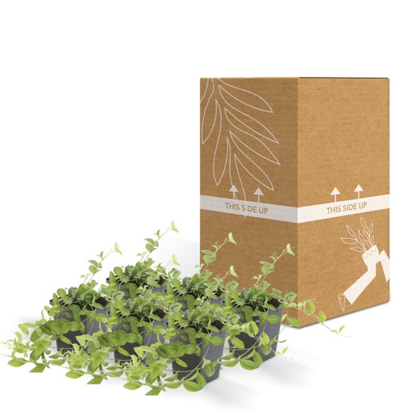 Bodendecker - Kleines Immergrün - Vinca minor 'Atropurpurea' - 9cm Topf - Set mit 6 Pflanzen