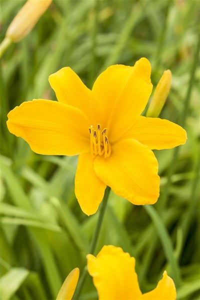 Hemerocallis x cult. 'Aten', Taglilie, gelb, ca. 11x11 cm Topf