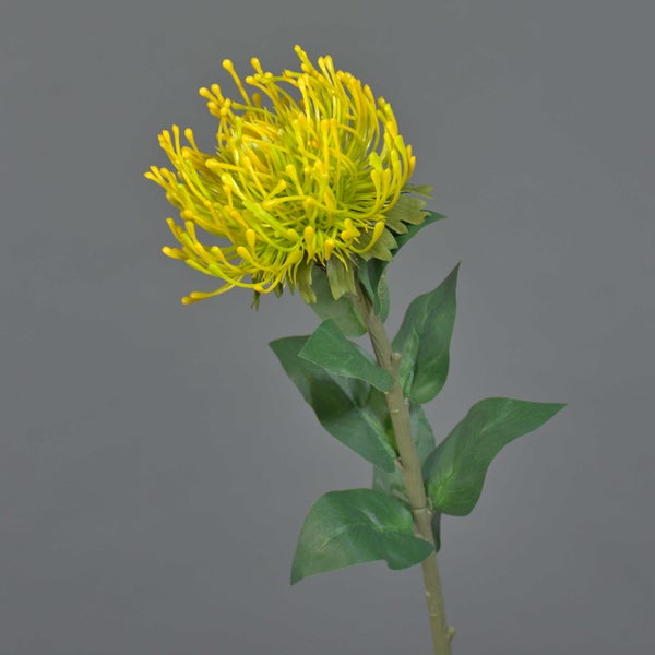 Gelbe Nadelkissen-Protea (Leucospermum) Blüte mit langen, dünnen Blütenblättern und abgerundeten Spitzen.