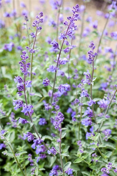 Nepeta x faassenii 'Senior', Katzenminze, blauviolett, ca. 9x9 cm Topf