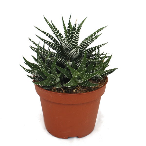 Haworthia fasciata - Zebra-Haworthie - im 10,5cm Topf