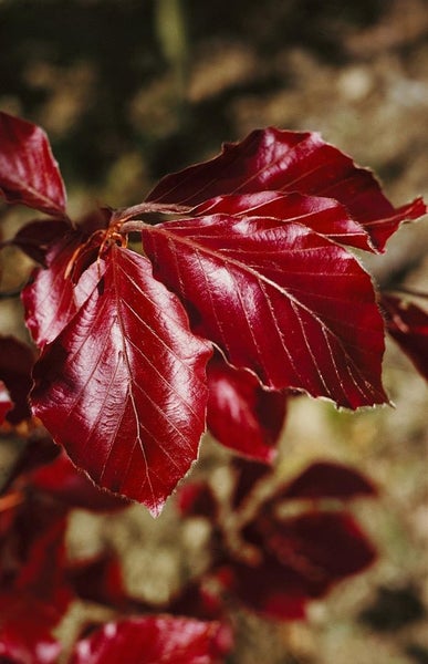 Fagus sylvatica 'Purpurea', Rotbuche, purpurrot, 20–30 cm