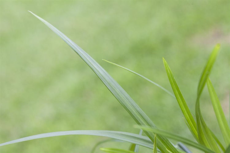 Carex morrowii ssp. foliosiss. 'Irish Green', ca. 9x9 cm Topf
