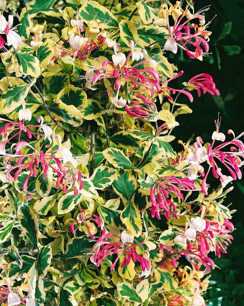 Lonicera periclymenum, Geißblatt, 40–60 cm, duftend