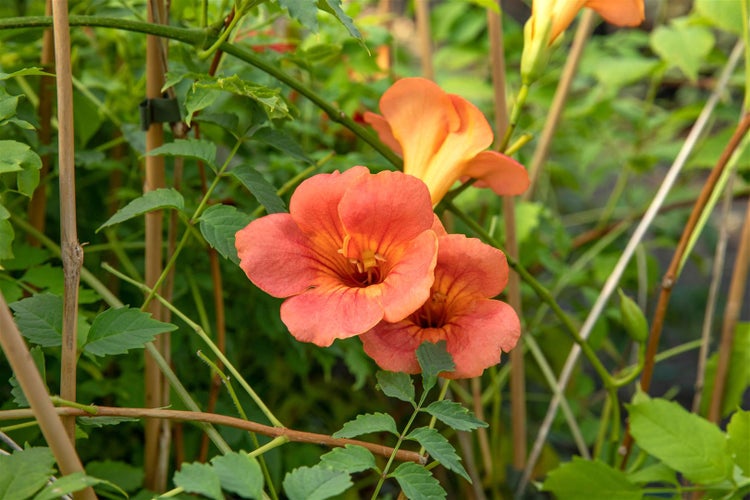 Campsis tagliabuana 'Madame Galen', Trompetenblume, orange, 40–60 cm