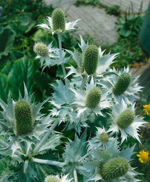 Eryngium giganteum, Edeldistel, silbrig, ca. 11x11 cm Topf