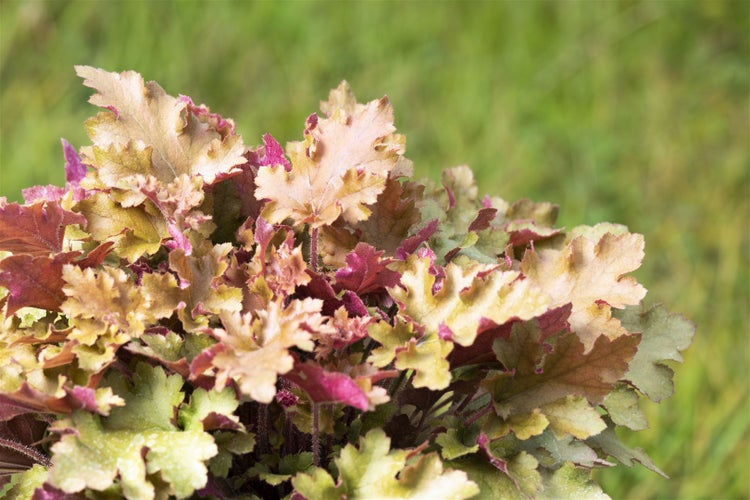 Heuchera villosa 'Marmalade', Purpurglöckchen, orange, ca. 11x11 cm Topf