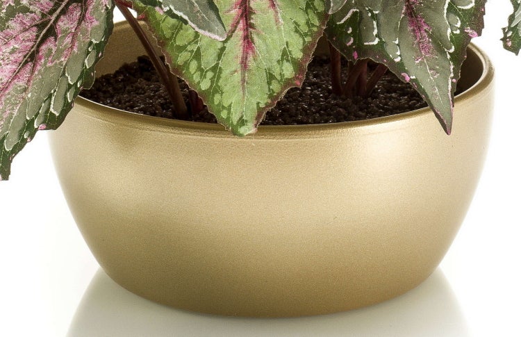Begonia Rex Zimmerpflanze mit gemusterten Blättern in einem runden goldfarbenen Dekotopf.