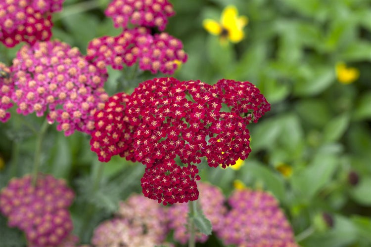 Achillea millefolium 'Red Velvet', Schafgarbe, rot, ca. 9x9 cm Topf
