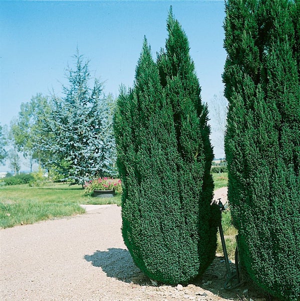 Zypressenhecke im Garten.