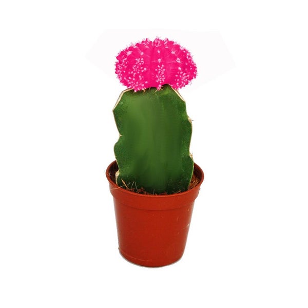 Gepfropfter Kaktus mit pinkfarbenem Kopf in einem braunen Kunststofftopf.