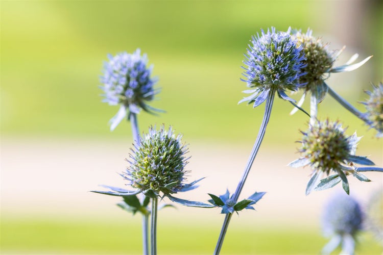 Eryngium planum, Flachblatt-Mannstreu, stahlblau, ca. 9x9 cm Topf