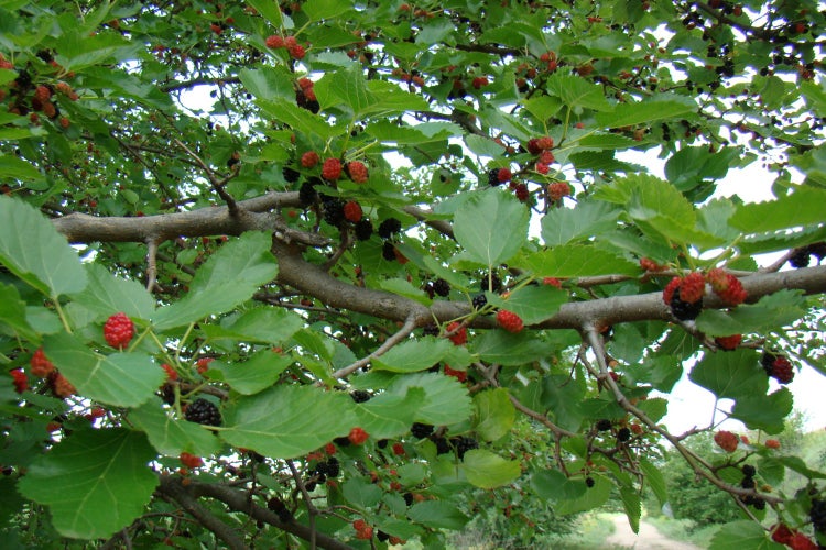 SAFLAX Garden to go - Schwarzer Maulbeerbaum - Morus nigra - 200 Samen - Mit Topf, Klima - Deckel und Anzuchtsubstrat