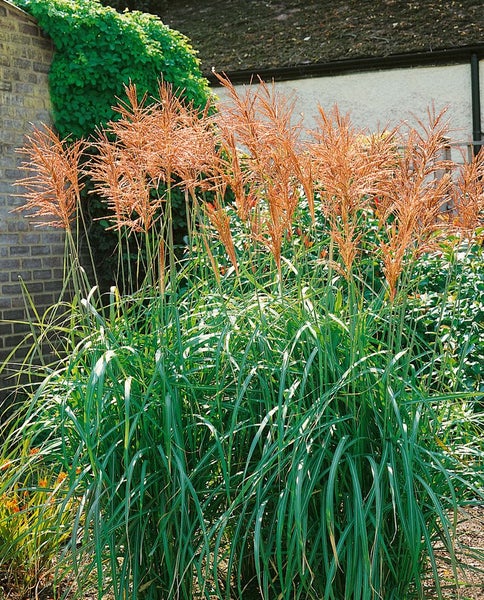 Miscanthus sinensis 'Malepartus', Chinaschilf, rotbraune Blüten, 3-5 L Topf