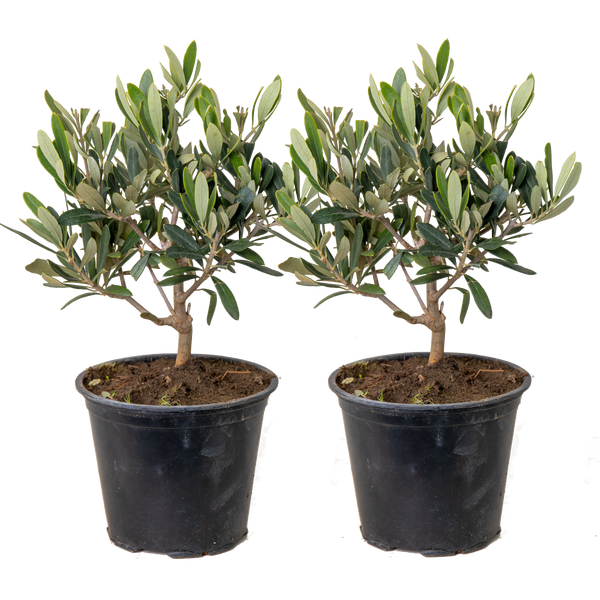 Bloomique - 2er Set - Olea Europaea - Olivenbaum Echt - Gartenpflanzen Winterhart - Höhe 20-30 cm - Topf 14 cm