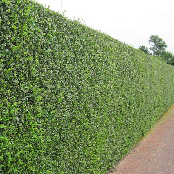 Dichte grüne Hecke als Gartenzaun