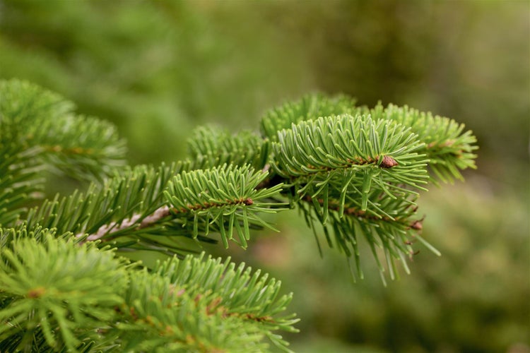 Abies nordmanniana, Nordmanntanne, 40–60 cm