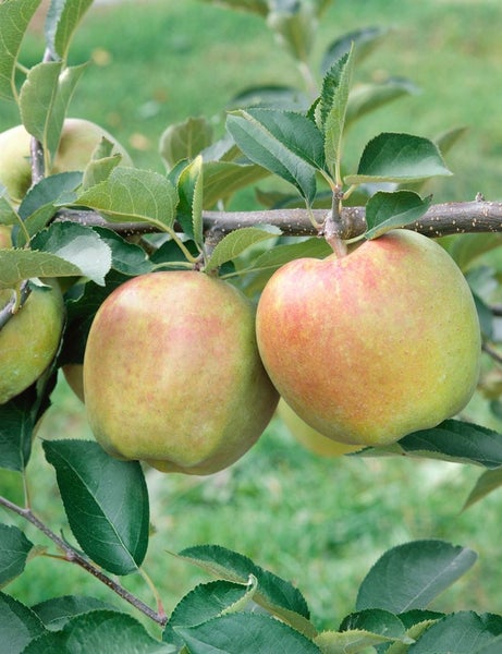 Malus domestica 'Mutsu', Apfelbaum, grün-gelb, 150–200 cm