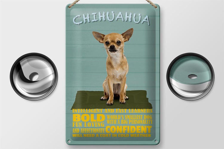 Blechschild Spruch 20x30cm Chihuahua Hund bold confident