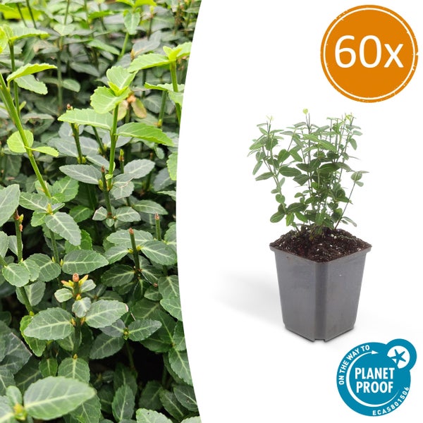 Kriechspindel Euonymus fortunei im Set von 60 Stück, immergrüner Bodendecker im Topf, nachhaltig produziert nach Planet Proof Standard.
