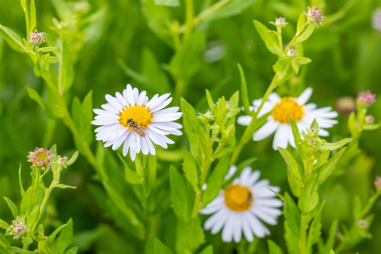 Nahaufnahme von Gänseblümchen mit Insekt