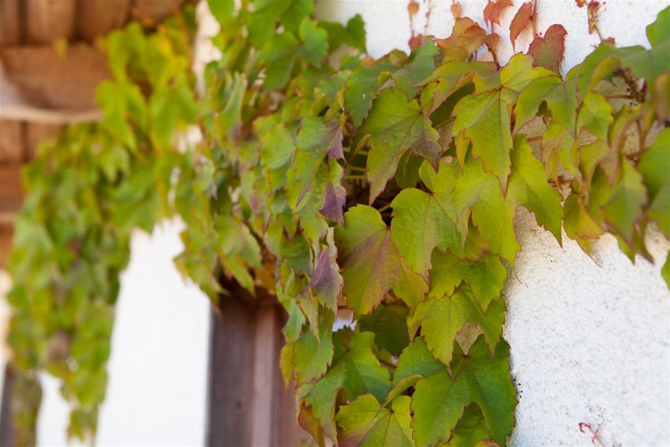 Parthenocissus tricuspidata 'Veitchii', Wilder Wein, 150–200 cm